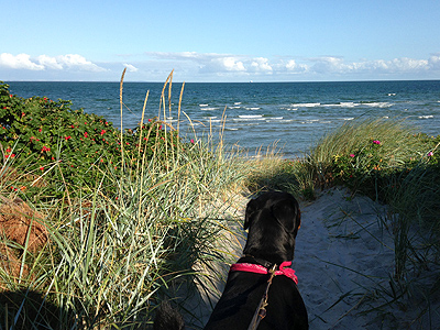 Auf dem Weg zum Strand mit dem Hund an der Leine