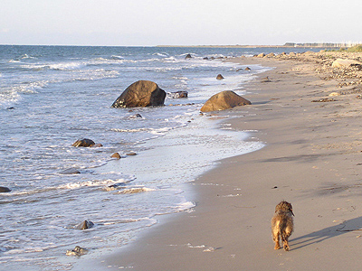 Hund am Strand im Herbst